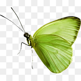 绣蝴蝶图案全套 632c9ab4875098c91d7e80b77a64d7d8.jpg