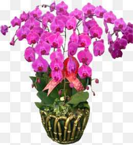 盆栽花卉图片蝴蝶兰 72bcc58df5237def968eb4e522f0af39.jpg