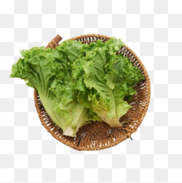 绿色生菜