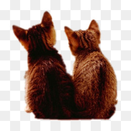 两只宠物猫咪背影