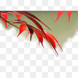 美丽的红色枫叶素材图片免费下载_高清psd_千库网图片