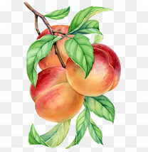 早晨太阳云海唯美背景banner背景图片免费下载