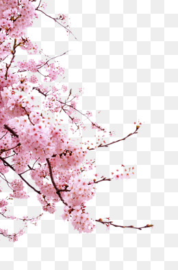 创意水墨樱花素材图片免费下载_高清png_千库网(图片