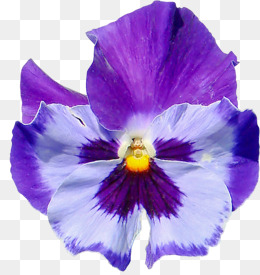 蝴蝶花图片
