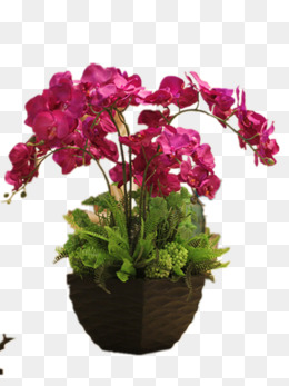 盆栽花卉图片蝴蝶兰 9c5905e14419c8d248fd2db0a7b0ea1d.jpg