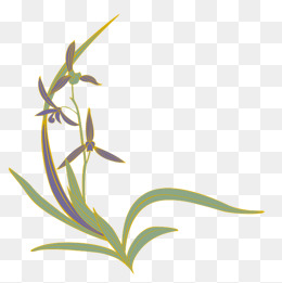 美丽的兰花手绘