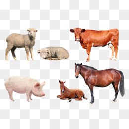 常见的牛马猪羊动物图片背景素材免费下载,图