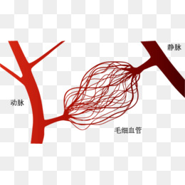 三种血管关系图