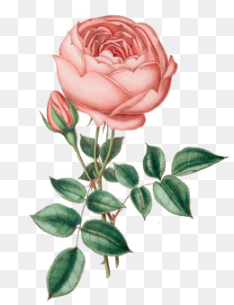 粉色玫瑰花免抠素材