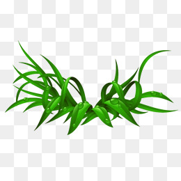 漂亮的小草