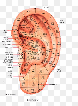 人体耳朵穴位细分
