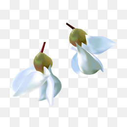 两朵白色洋槐花图片背景素材免费下载,图片编