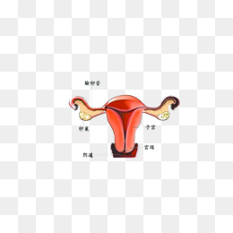子宫示意图