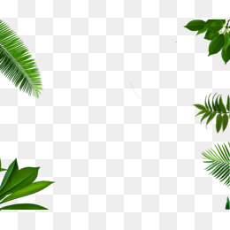 绿色植物背景素材