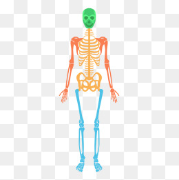 人体骨骼结构图