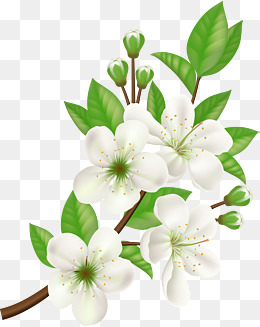矢量手绘白色花朵