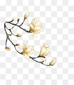 手绘玉兰花