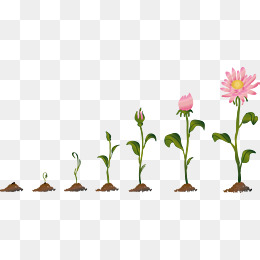 菊花的生长过程