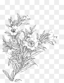 夜来香线描画