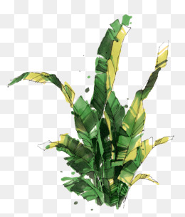 马克笔植物
