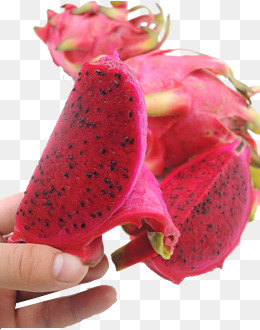 【火龙龙果素材】免费下载_火龙龙果图片大全