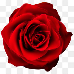 一朵盛开艳红玫瑰花