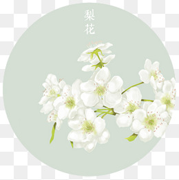 一支梨花