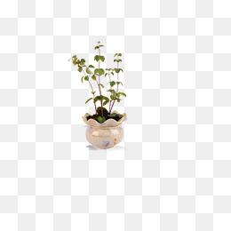 一株植物