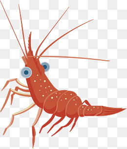 【小虾素材】_小虾图片大全_小虾素材免费下