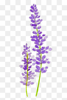 紫色薰衣草