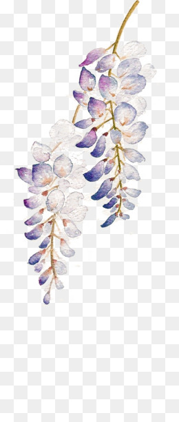 紫藤花背景