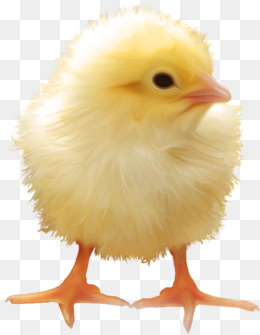 动物小鸡