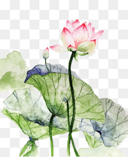 水墨画荷花