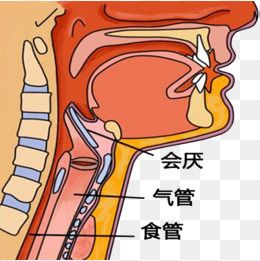 嗓子解剖图