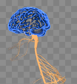 大脑神经系统示意图