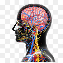 人体神经脑神经结构图侧面