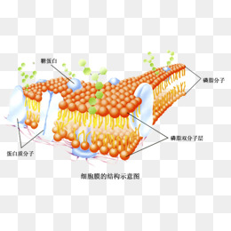细胞膜结构