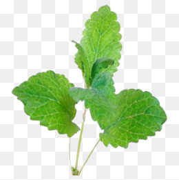一株植物