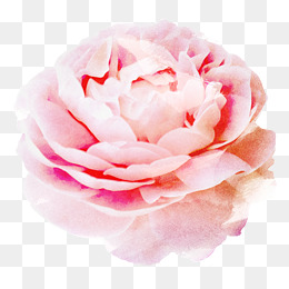 粉色的牡丹花