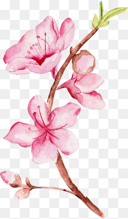桃花手绘免抠图免费