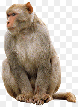 一只猴子