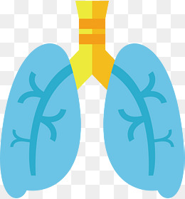 肺部器官