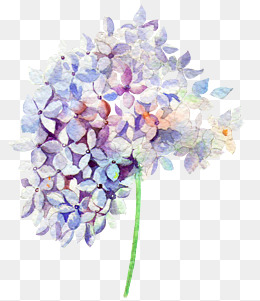 清新手绘风信子