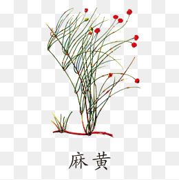 植物麻黄