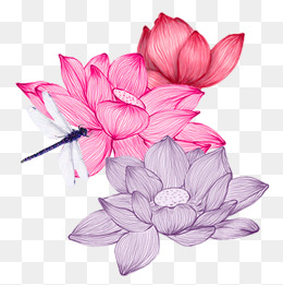 中国风手绘荷花