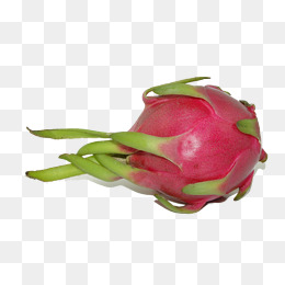 【龙果素材】_龙果图片大全_龙果素材免费下