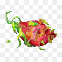 【白龙果素材】_白龙果图片大全_白龙果素材