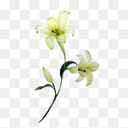 手绘水彩一枝黄色百合花