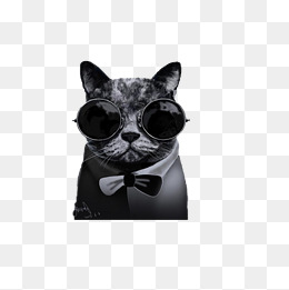 戴眼镜的酷炫猫