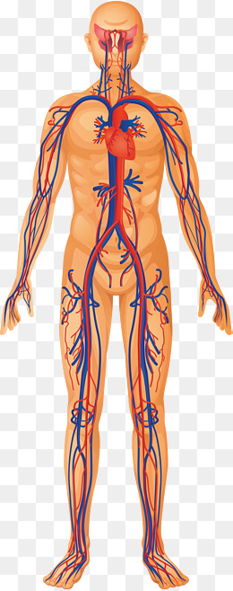 人体腿部血管图